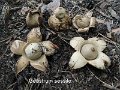 Geastrum fimbriatum-amf832-1